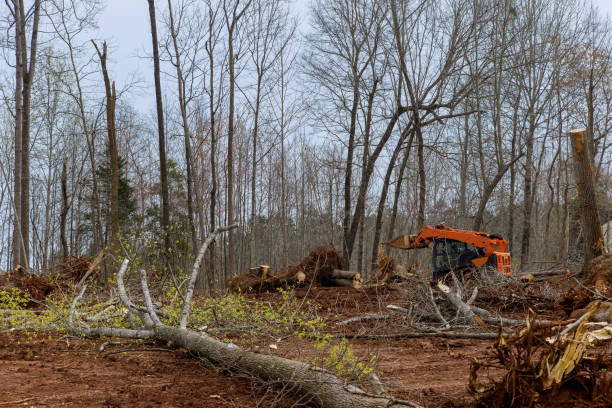 How Our Tree Care Process Works  in  Oronogo, MO